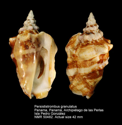 Persististrombus granulatus (5).jpg - Persististrombus granulatus (Swainson,1822)